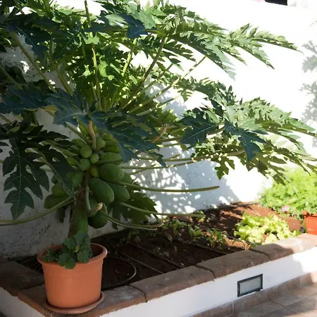 Vivienda Vacacional Casa El Olivo Semesterbostad *